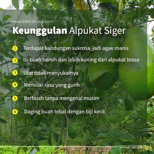 PENYEDIA BIBIT UNGGUL BERSERTIFIKAT