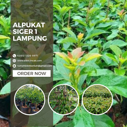 PENYEDIA BIBIT UNGGUL BERSERTIFIKAT